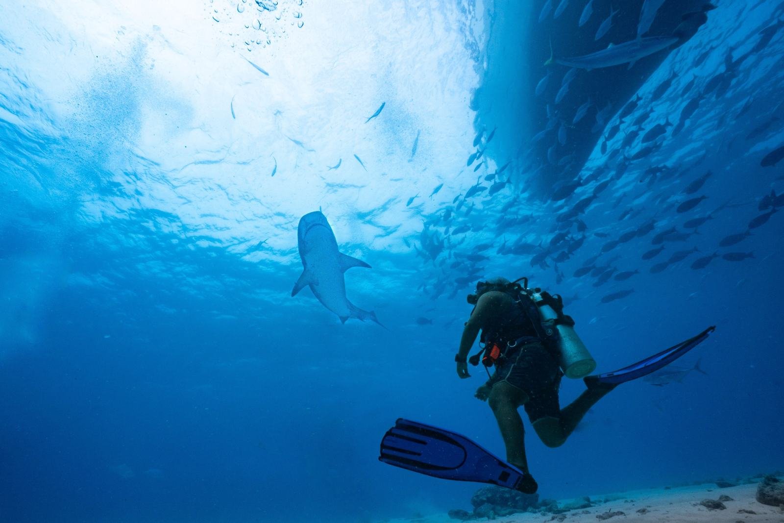 Marine life trip